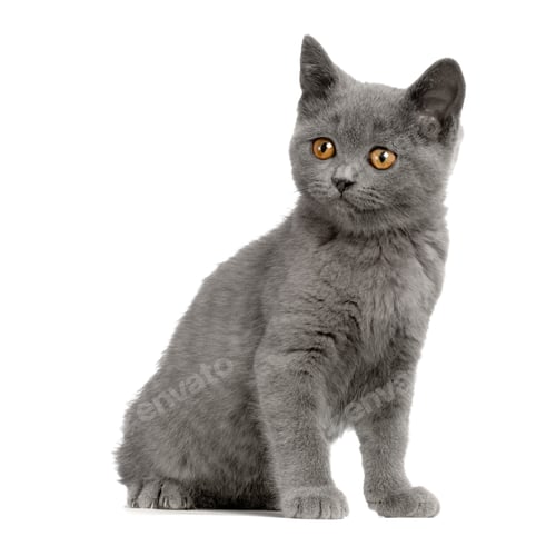 Preview: Chartreux Kitten