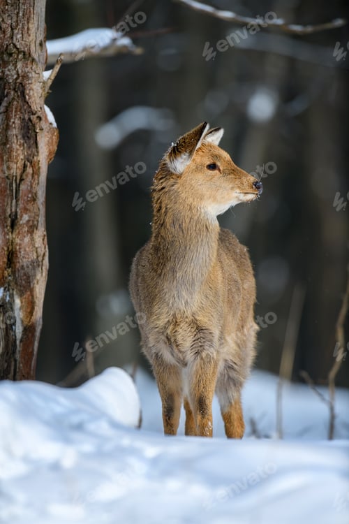Preview: Roe deer in the winter forest. Animal in natural habitat