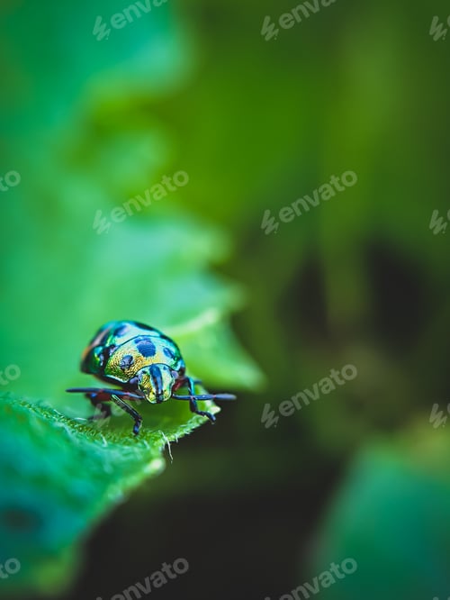 Preview: A little buprestis beetle with green background