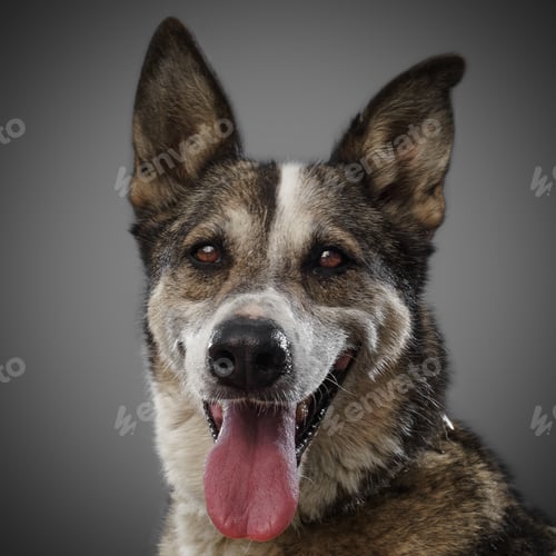 Preview: cute funny dog is the symbol of 2018, stuck out his tongue and smiles, posing on grey background