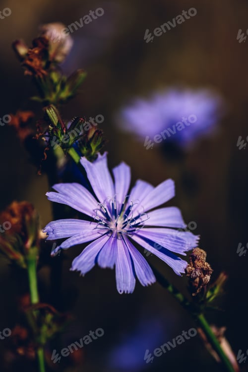 Preview: Flower of common chicory