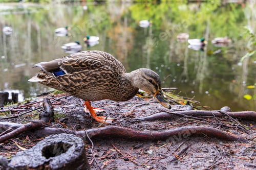 Preview: Close-Up of Duck by Tranquil Pond on Vancouver Island