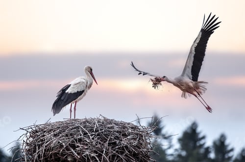 Preview: stork
