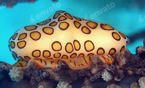 Preview: Closeup shot of the beautiful flamingo tongue snail (cyphoma gibbosum) - a marine gastropod mollusk
