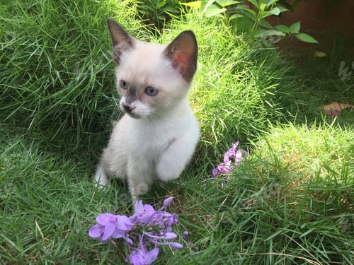 Preview: Elsa the kitten 🐱
