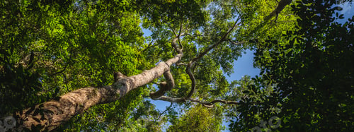Preview: Earth Day eco concept forest background, natural forestation preservation scene sustainability