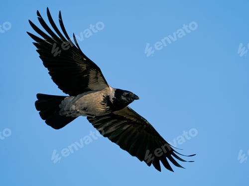 Preview: Hooded crow (Corvus cornix)
