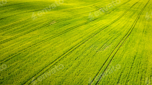 Preview: Yellow rape fields in the summer, aerial view of Poland