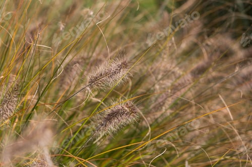 Preview: Natural autumn background. Abstract background of dried ornamental herbs