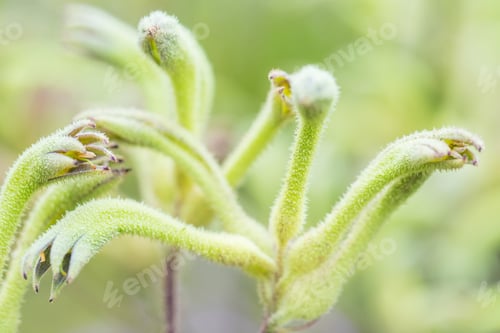 Preview: Tropical Green Plant