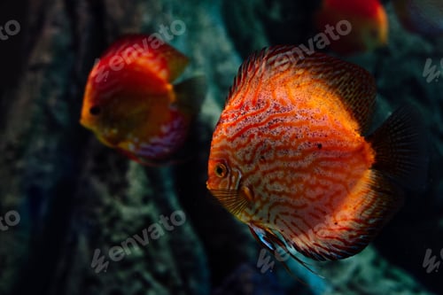 Preview: selective focus of red fish swimming under water in dark aquarium
