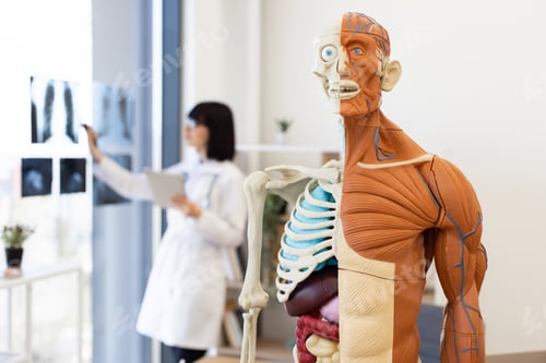 Vista previa: Medical anatomy model in modern clinic with doctor examining x-rays