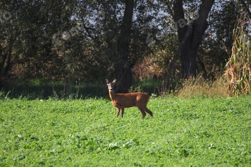 Preview: Deer on autumn field.