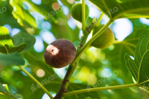 Preview: garden