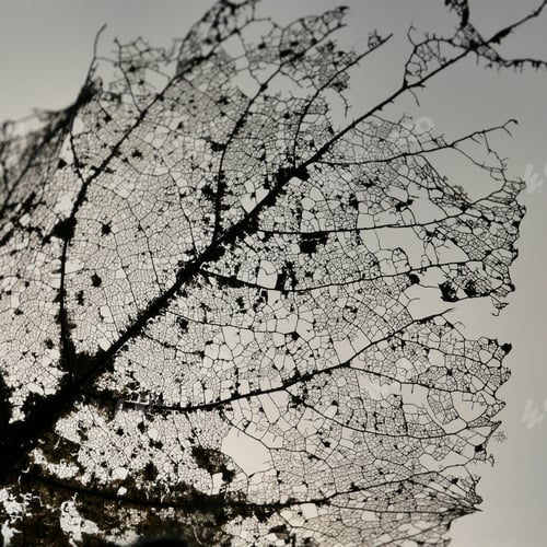 Preview: Leaf veins of a leaf