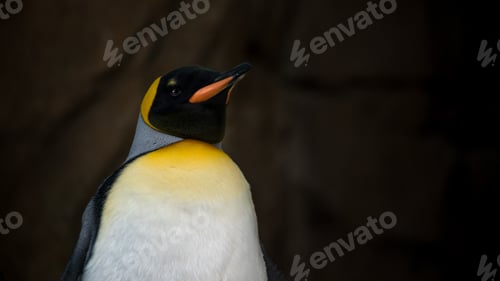 Preview: Closeup face of King Penguin in captivity. Aptenodytes patagonicus