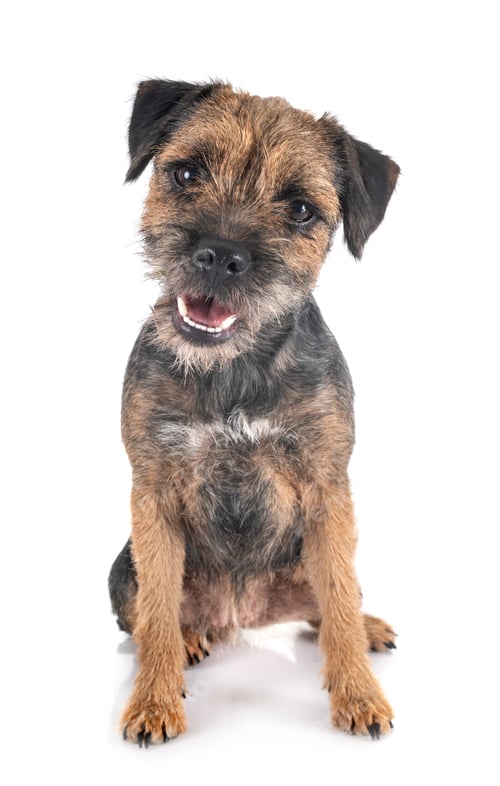 Preview: young border terrier