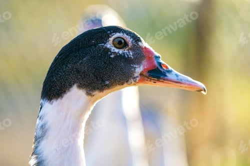 Preview: Detail of a duck head. Ducks feed on traditional rural barnyard.