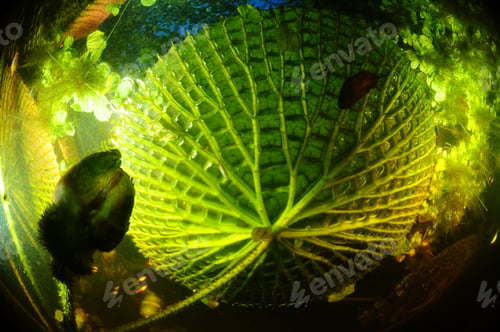 Preview: Floating water-lily leaf captured from underneath underwater
