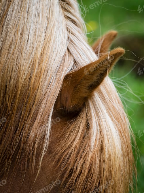 Preview: The groomed mane of an Icelandic horse.