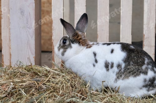 Preview: The rabbit is sitting on the hay