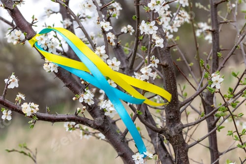 Preview: Colorful blue and yellow fabric ribbons on a flowering tree