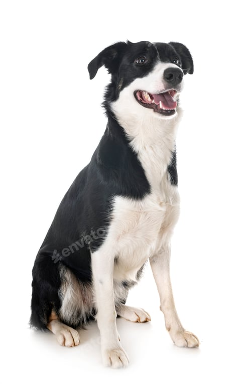 Preview: border collie in studio
