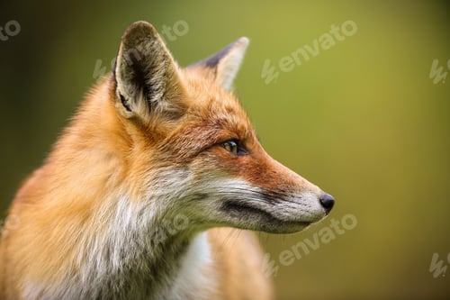 Preview: red fox looking aside in summer with blurred background