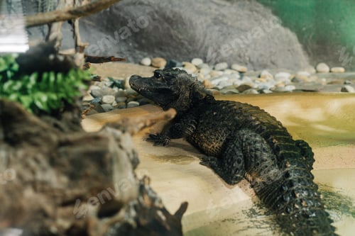 Preview: Small crocodile laying on an artificial habitat
