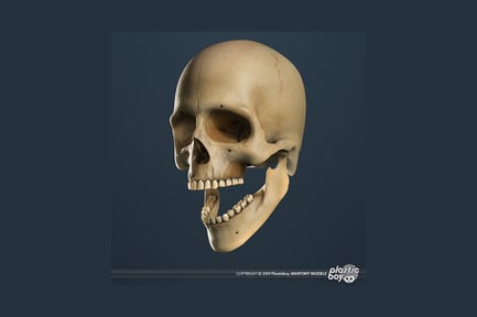 Preview: Lateral view of a human skull with open jaw