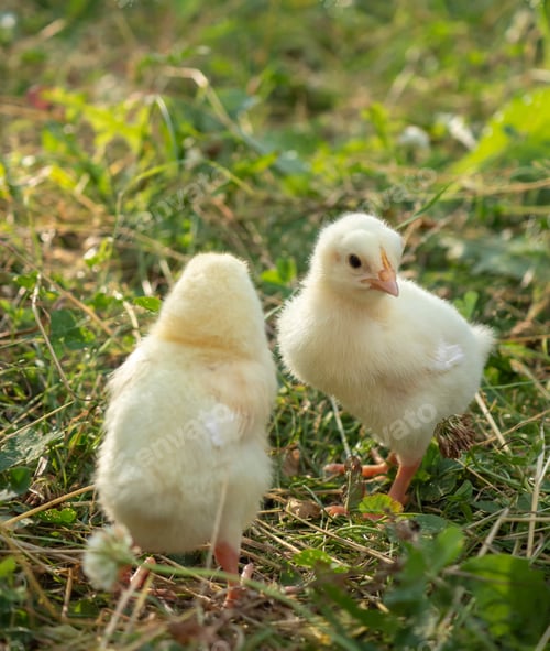 Preview: Two little yellow chickens on fresh green grass
