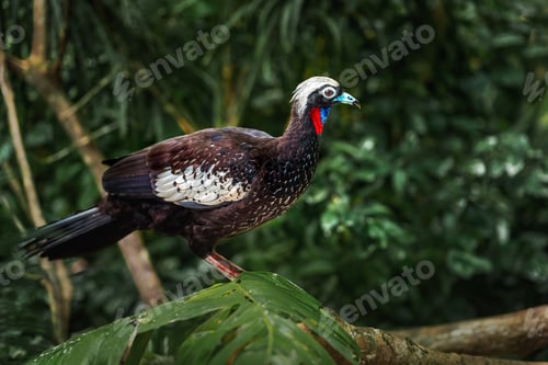 Preview: Black-fronted Piping Guan (Pipile jacutinga)