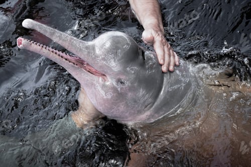 Preview: Pink dolphin