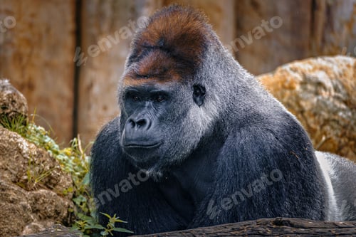 Preview: Majestic Gorilla in Natural Habitat