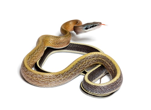 Preview: Beauty rat snake tongue out, orthriophis taeniurus ridleyi, isol