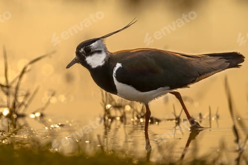 Preview: Back lit Northern Lapwing male