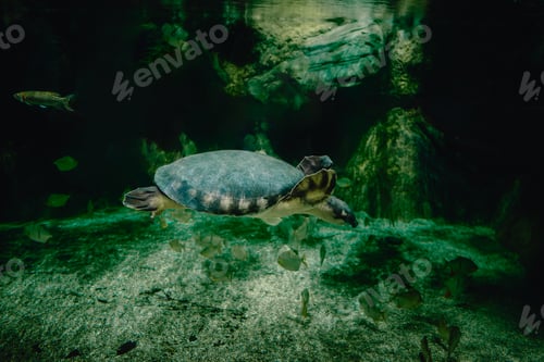 Preview: From below of calm big pig nosed turtle