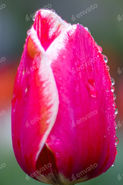 Preview: Summer background. Close-up of a tulip bud. Bright red color. Saturation.