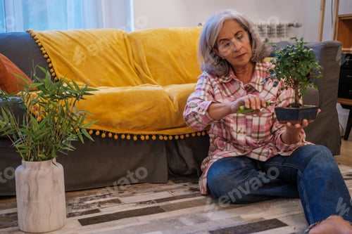 Preview: Senior woman taking care of her plants and pruning with garden shears. Concept: lifestyle, botany