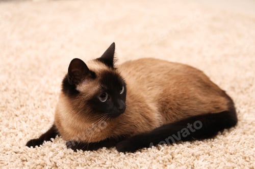 Preview: Adorable Thai cat on beige carpet at home