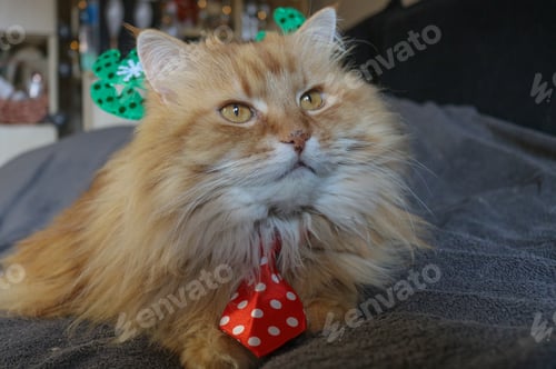 Preview: Cute cat