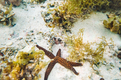Preview: starfish on the bottom of the Indian ocean near the island of Mauritius.Starfish and coral reef of