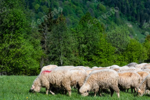 Preview: Traditional sheep pasture on meadow in Pieniny Mountains in Poland. Sheeps springtime grazing.