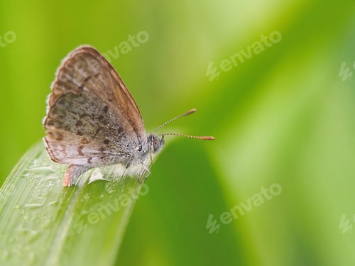 Preview: Tiny Butterfly on a Green Leaf
