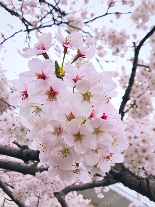 Preview: Cherry blossoms in Tokyo Japan