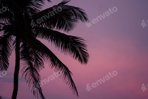 Preview: beautiful background of palm trees bewitching sunset
