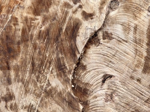 Preview: Close-up of a tree stump with growth rings