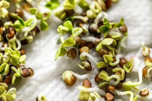 Preview: germinated microgreen seeds