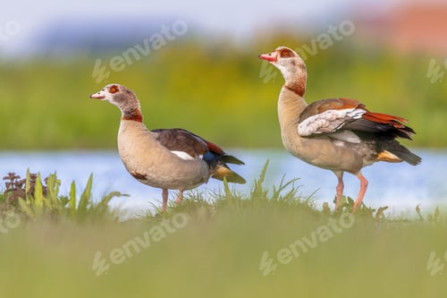 Preview: Egyptian goose bird couple alerted