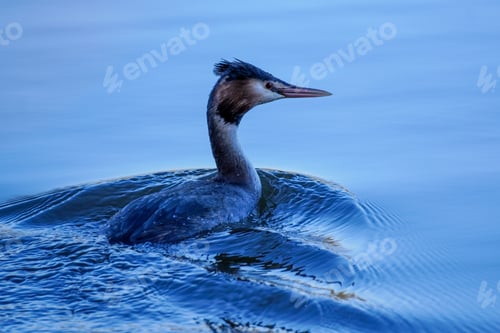 Preview: Great crested grebe swimming in tranquil pond scene.